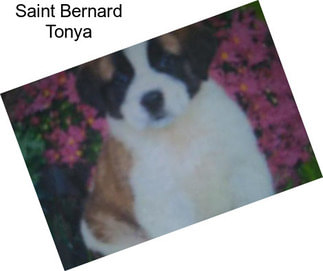 Saint Bernard Tonya