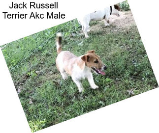 Jack Russell Terrier Akc Male