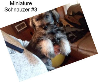 Miniature Schnauzer #3