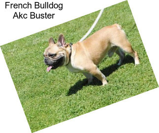 French Bulldog Akc Buster