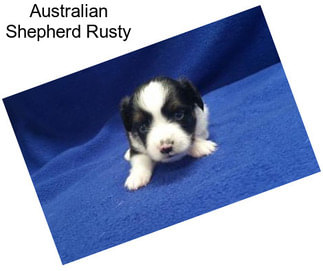 Australian Shepherd Rusty