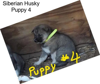 Siberian Husky Puppy 4