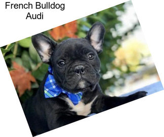 French Bulldog Audi