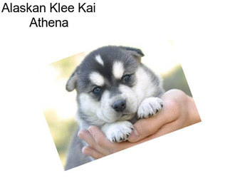 Alaskan Klee Kai Athena