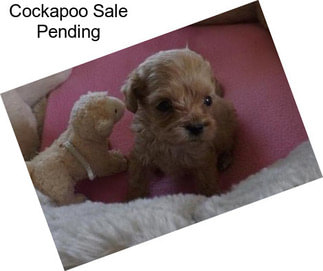 Cockapoo Sale Pending