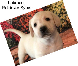 Labrador Retriever Syrus