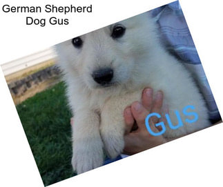 German Shepherd Dog Gus