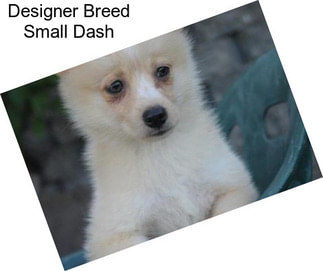 Designer Breed Small Dash