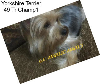 Yorkshire Terrier 49 Tr Champ1