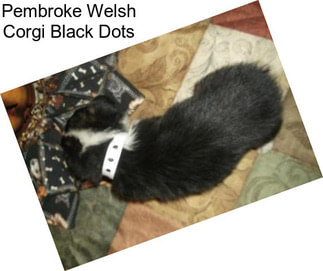 Pembroke Welsh Corgi Black Dots