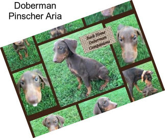 Doberman Pinscher Aria