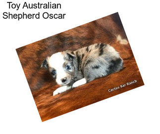 Toy Australian Shepherd Oscar