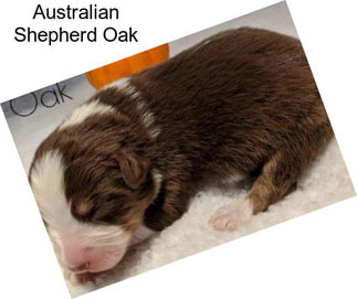 Australian Shepherd Oak