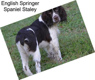 English Springer Spaniel Staley