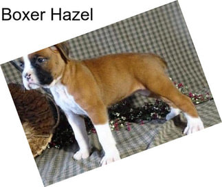 Boxer Hazel