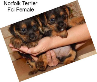 Norfolk Terrier Fci Female