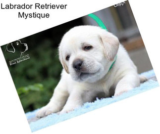 Labrador Retriever Mystique