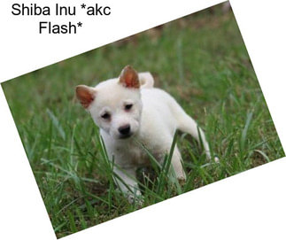 Shiba Inu *akc Flash*