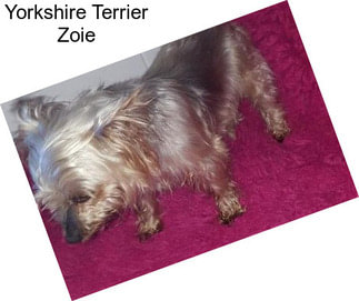 Yorkshire Terrier Zoie