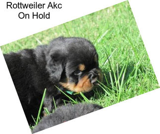 Rottweiler Akc On Hold