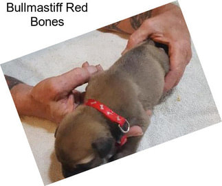 Bullmastiff Red Bones