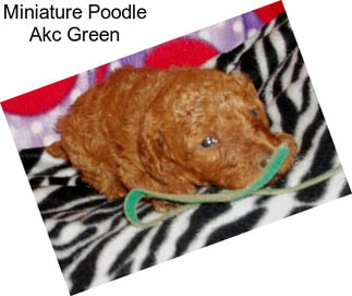 Miniature Poodle Akc Green