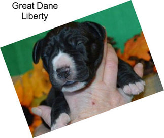 Great Dane Liberty