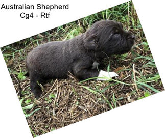 Australian Shepherd Cg4 - Rtf