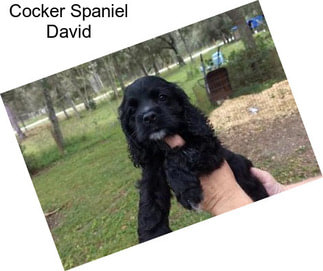 Cocker Spaniel David