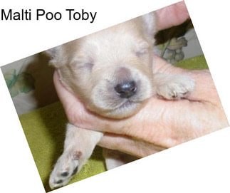 Malti Poo Toby