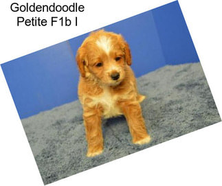 Goldendoodle Petite F1b I