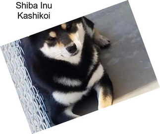 Shiba Inu Kashikoi