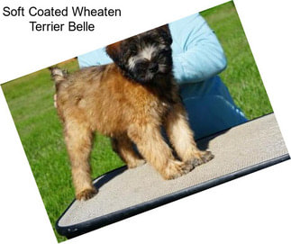 Soft Coated Wheaten Terrier Belle