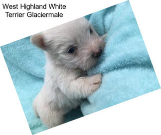 West Highland White Terrier Glaciermale
