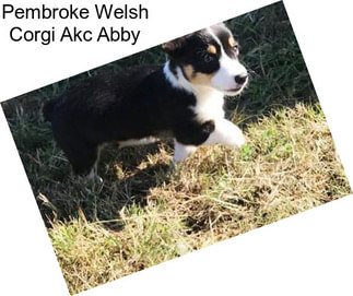 Pembroke Welsh Corgi Akc Abby