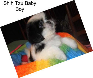 Shih Tzu Baby Boy