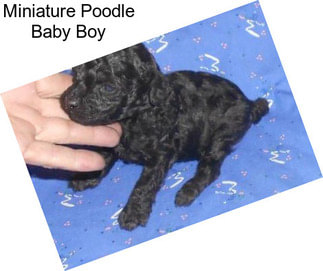 Miniature Poodle Baby Boy