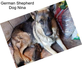 German Shepherd Dog Nina