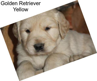 Golden Retriever Yellow