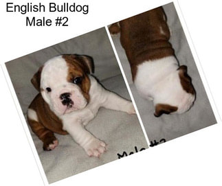 English Bulldog Male #2