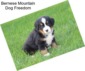 Bernese Mountain Dog Freedom