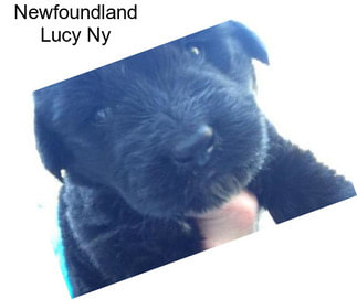 Newfoundland Lucy Ny
