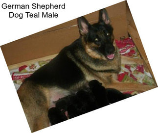 German Shepherd Dog Teal Male