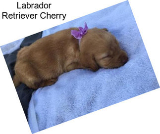 Labrador Retriever Cherry