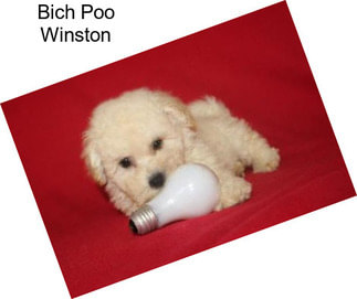 Bich Poo Winston