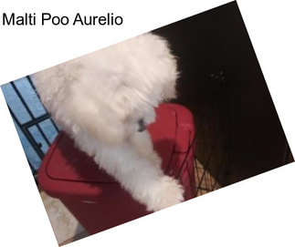 Malti Poo Aurelio