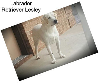 Labrador Retriever Lesley