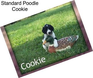 Standard Poodle Cookie