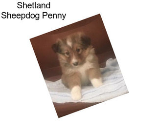 Shetland Sheepdog Penny