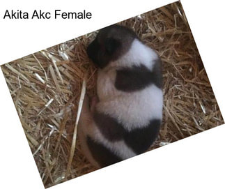 Akita Akc Female
